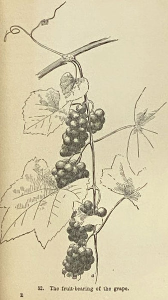 The Pruning-Book: A Monograph of the Pruning and Training of Plants as Applied to American Conditions (The Garden-Craft Series)
