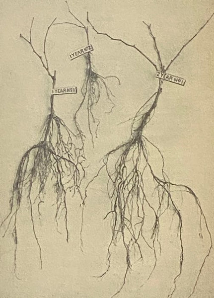 American Grape Training: An Account of the Leading Forms Now in Use of Training the American Grapes.
