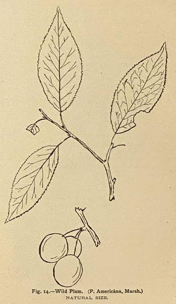 The Trees of Northeastern America: Illustrations from Original Sketches [North-eastern]