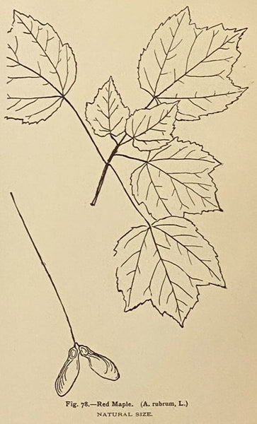 The Trees of Northeastern America: Illustrations from Original Sketches [North-eastern]