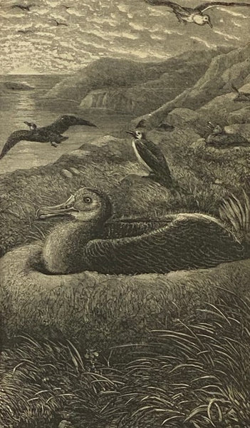 The Polar World: A Popular Description of Man and Nature in the Arctic and Antarctic Regions of the Globe