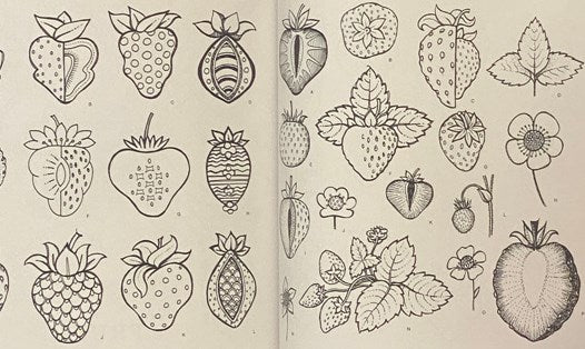 5000 Flower & Plant Motifs: A Sourcebook