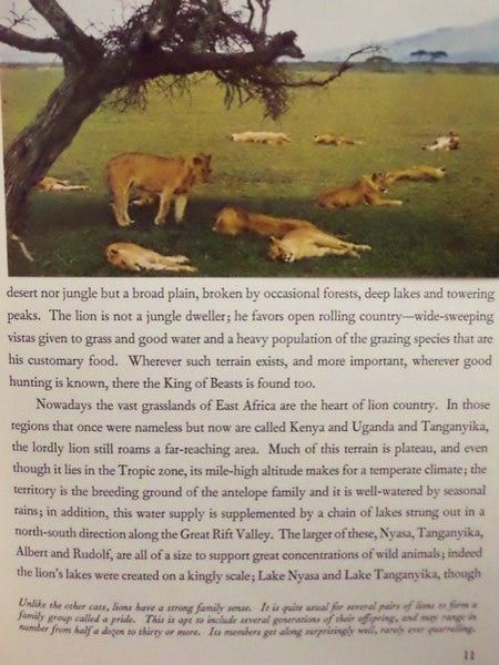 Walt Disney's African Lion