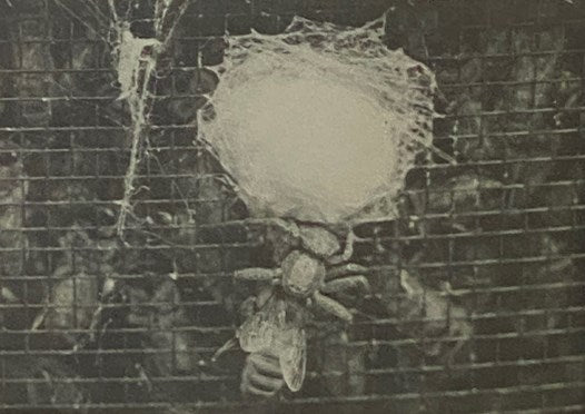 Honey Bee Pests, Predators, and Diseases