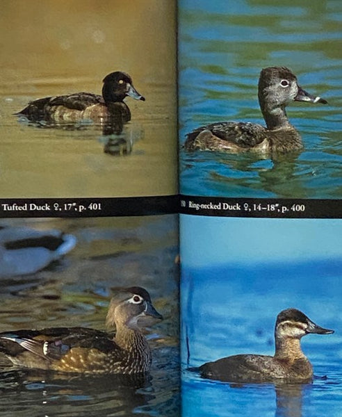 National Audubon Society Field Guide to North American Birds: Eastern Region