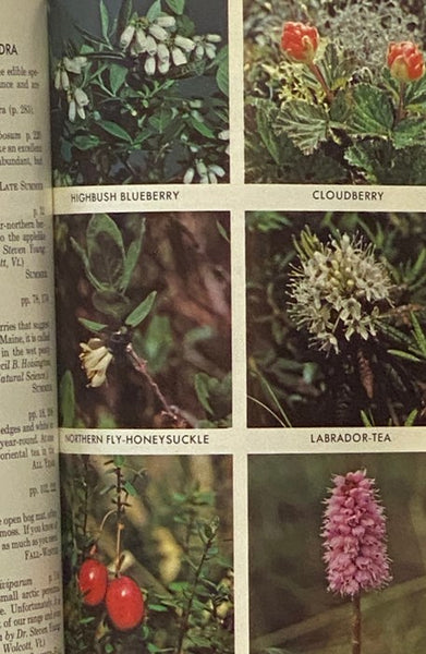 A Field Guide to Edible Wild Plants of Eastern and Central North America (The Peterson Field Guide Series)