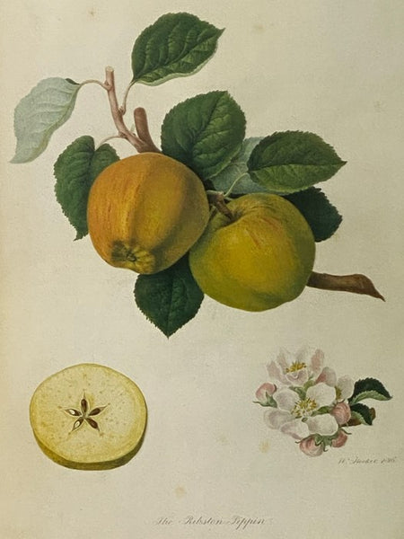 Hooker's Finest Fruits: A Selection of Paintings of Fruits