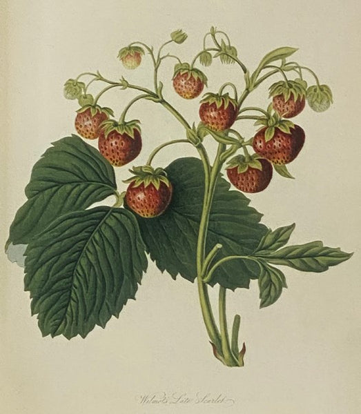 Hooker's Finest Fruits: A Selection of Paintings of Fruits