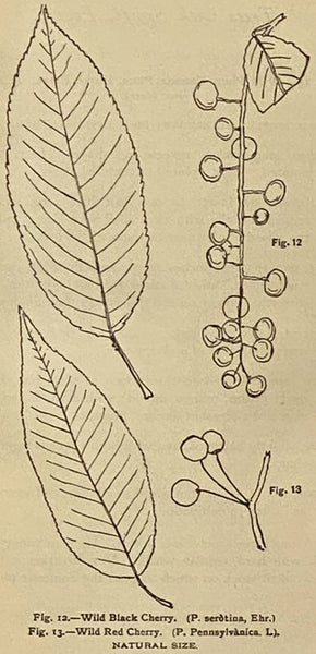 The Trees of Northeastern America [with] The Shrubs of Northeastern America: Two Volumes in One [North-eastern]