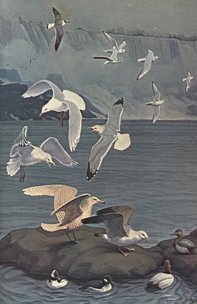 Birds of New York State