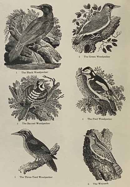 1800 Woodcuts by Thomas Bewick and His School (The Dover Pictorial Archive Series)