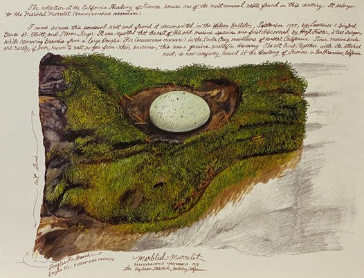 The Nest: An Artist's Sketchbook
