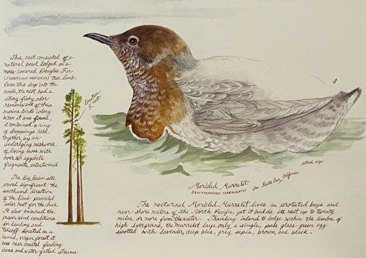 The Nest: An Artist's Sketchbook