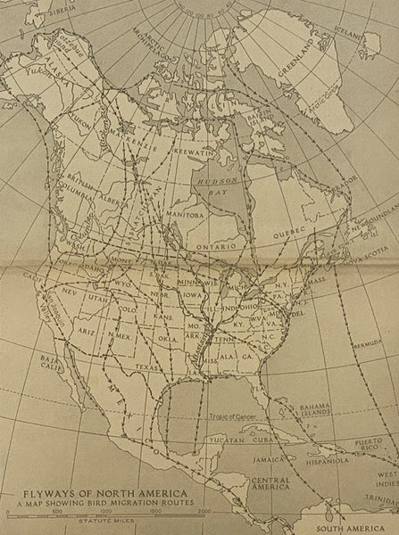 The Book of Birds: The First Work Presenting in Full Color All the Major Species of the United States and Canada, Volume I [1]