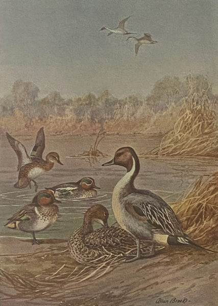 The Book of Birds: The First Work Presenting in Full Color All the Major Species of the United States and Canada, Volume I [1]