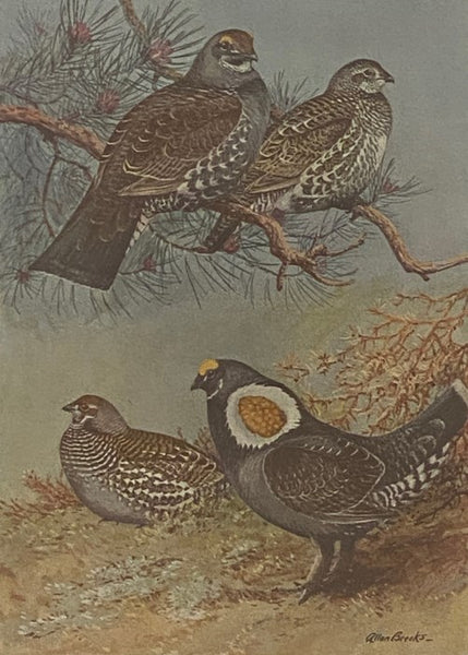 The Book of Birds: The First Work Presenting in Full Color All the Major Species of the United States and Canada, Volume I [1]