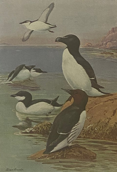 The Book of Birds: The First Work Presenting in Full Color All the Major Species of the United States and Canada, Volume I [1]