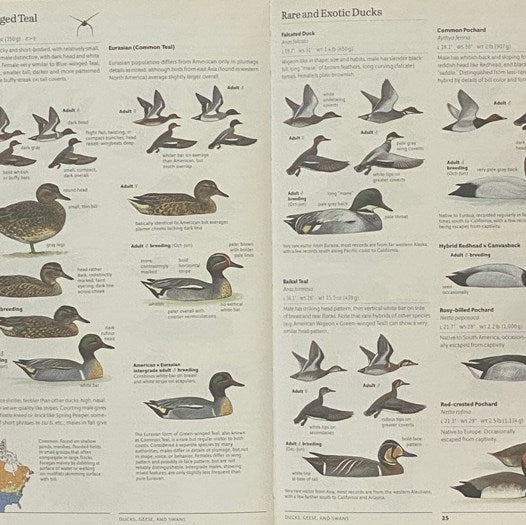 The Sibley Field Guide to Birds