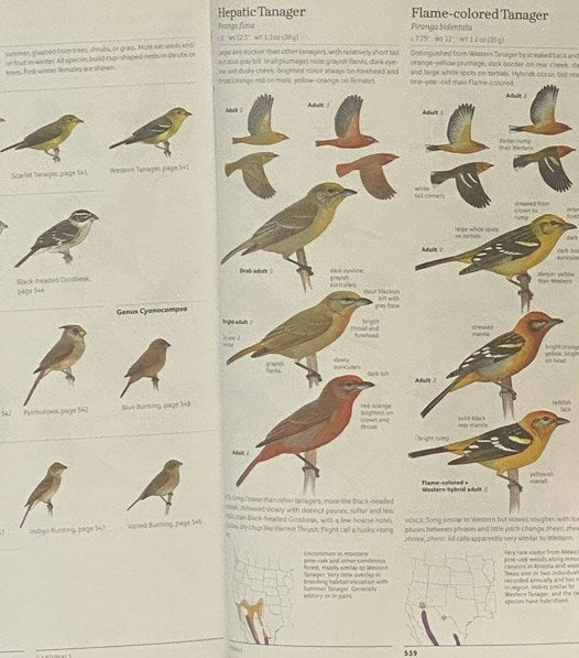 The Sibley Field Guide to Birds