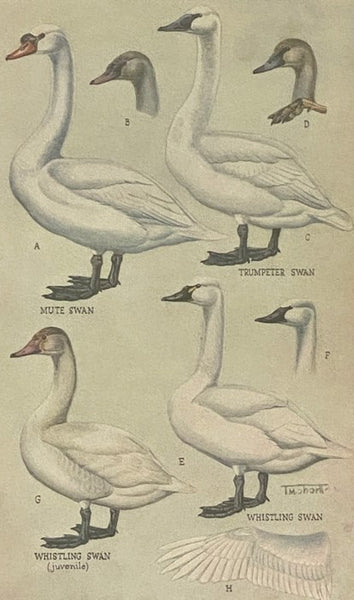 The Ducks, Geese and Swans of North America: A Vade Mecum For the Naturalist and the Sportsman