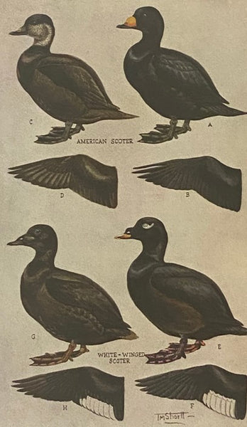The Ducks, Geese and Swans of North America: A Vade Mecum For the Naturalist and the Sportsman