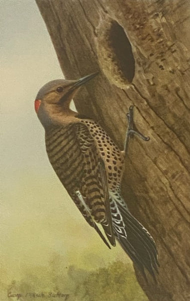 American Bird Biographies: Containing the Complete Life-Histories of Familiar Birds Written in Autobiographical Form