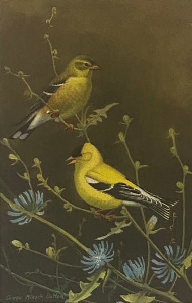 American Bird Biographies: Containing the Complete Life-Histories of Familiar Birds Written in Autobiographical Form