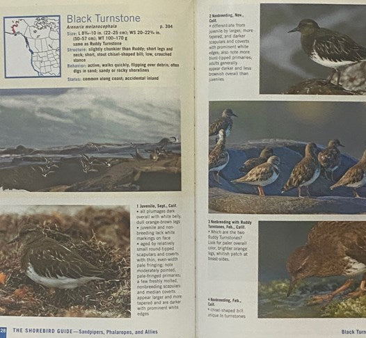 The Shorebird Guide [Shore Bird]