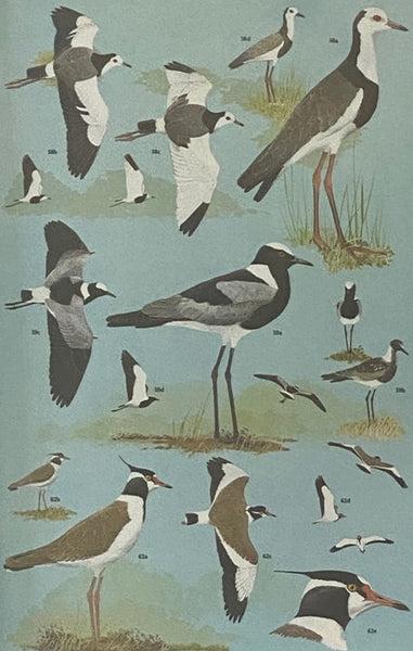 Shorebirds: An Identification Guide to the Waders of the World