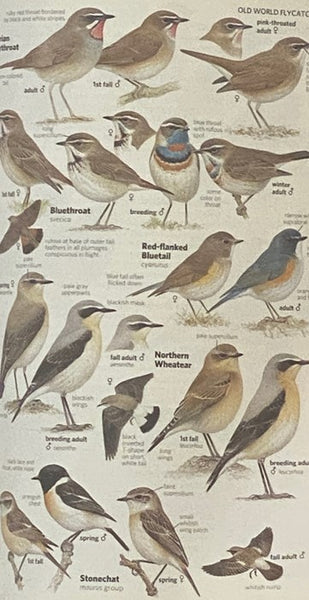 National Geographic Field Guide to the Birds of North America