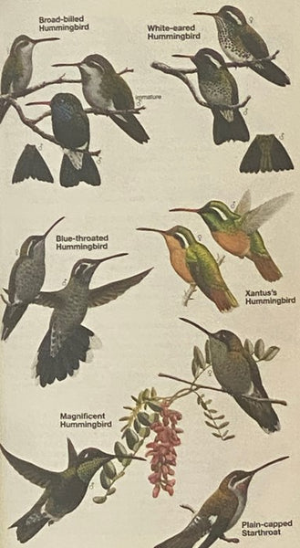 National Geographic Field Guide to the Birds of North America