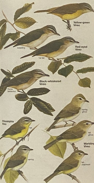 National Geographic Field Guide to the Birds of North America