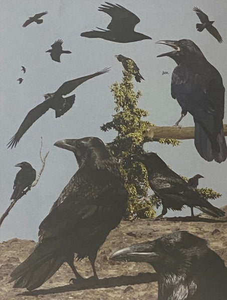 The Crossley ID Guide: Eastern Birds [Identification]