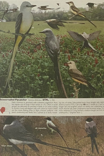 The Crossley ID Guide: Eastern Birds [Identification]