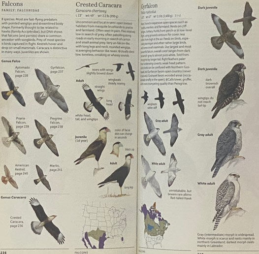 The Sibley Field Guide to Birds of Eastern North America [with] The Sibley Field Guide to Birds of Western North America [Sibley Birds East & Sibley Birds West]