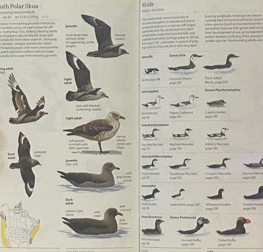 The Sibley Field Guide to Birds of Eastern North America [with] The Sibley Field Guide to Birds of Western North America [Sibley Birds East & Sibley Birds West]
