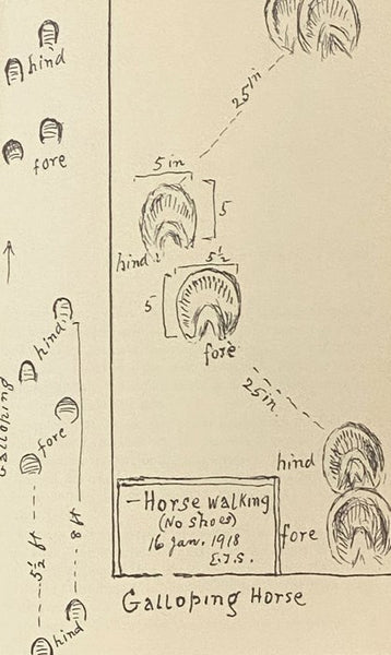 Animal Tracks and Hunter Signs