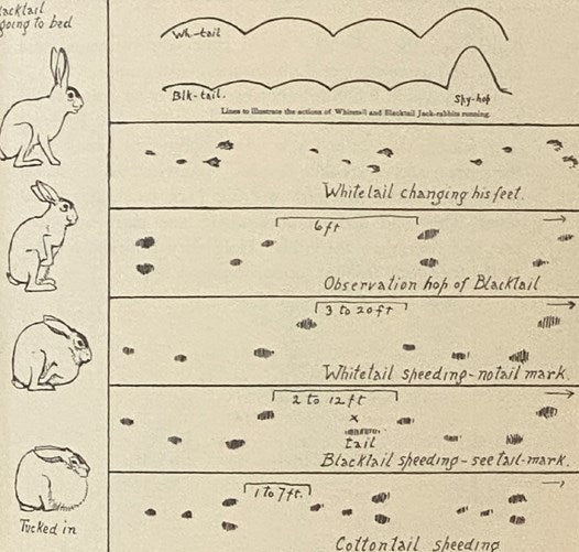 Animal Tracks and Hunter Signs
