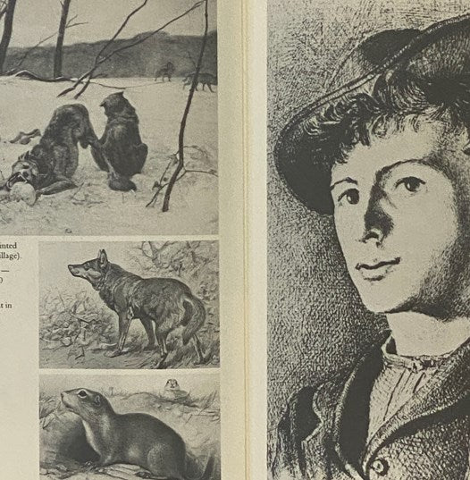 Black Wolf: The Life of Ernest Thompson Seton