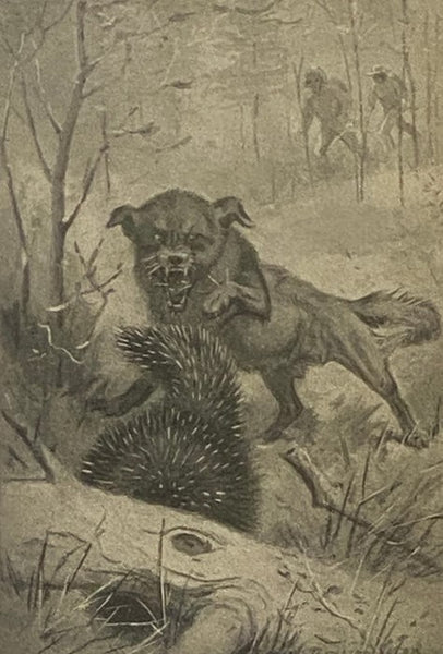 Rolf in the Woods: The Adventures of a Boy Scout with Indian Quonab and Little Dog Skookum