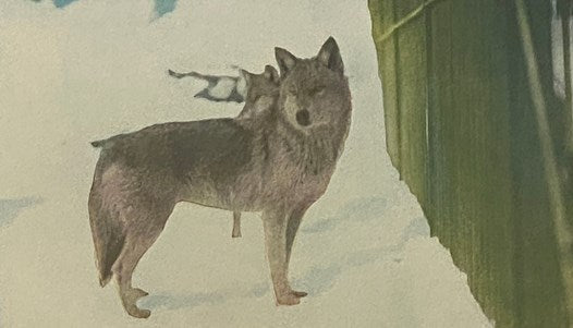 Animals Worth Knowing: Selected from 'Life Histories of Northern Animals,' with Paragraphs on Classification from Stone & Cram's 'American Animals' as Indicated (Little Nature Library) [The Book of Animals]