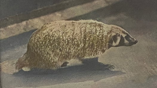 Animals Worth Knowing: Selected from 'Life Histories of Northern Animals,' with Paragraphs on Classification from Stone & Cram's 'American Animals' as Indicated (Little Nature Library) [The Book of Animals]
