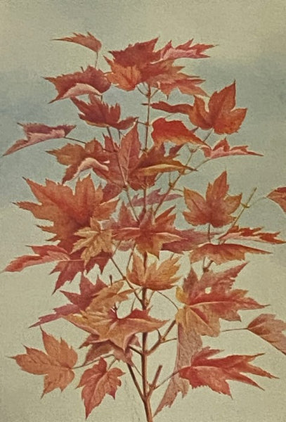A Guide to the Trees