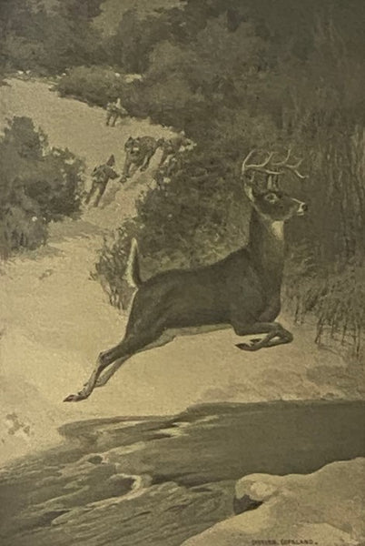 A Wilderness Dog: The Biography of a Gray Wolf