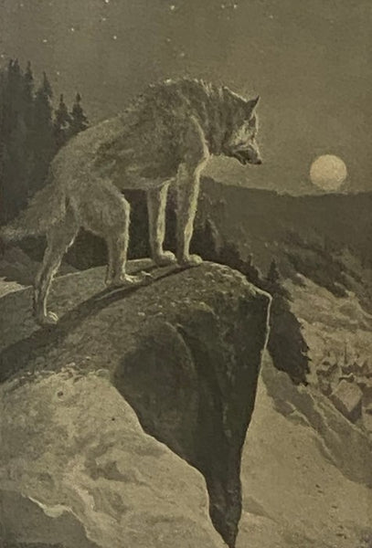 A Wilderness Dog: The Biography of a Gray Wolf