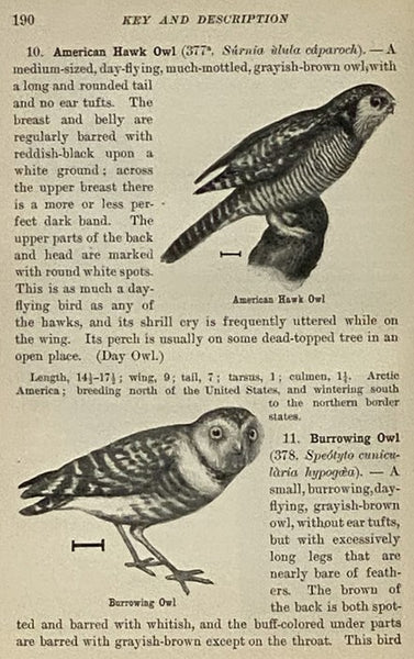 Birds of the United States East of the Rocky Mountains: A Manual for the Identification of Species in Hand or in the Bush