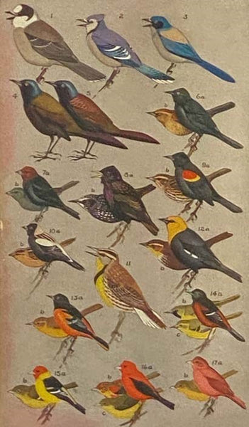 A Field Guide to the Birds: Giving Field Marks of All Species Found in Eastern North America