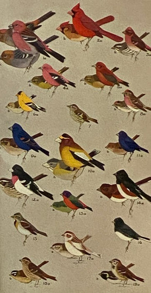 A Field Guide to the Birds: Giving Field Marks of All Species Found in Eastern North America
