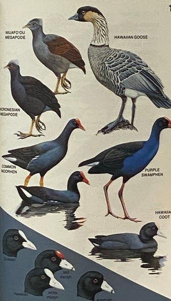 A Field Guide to the Birds of Hawaii and the Tropical Pacific
