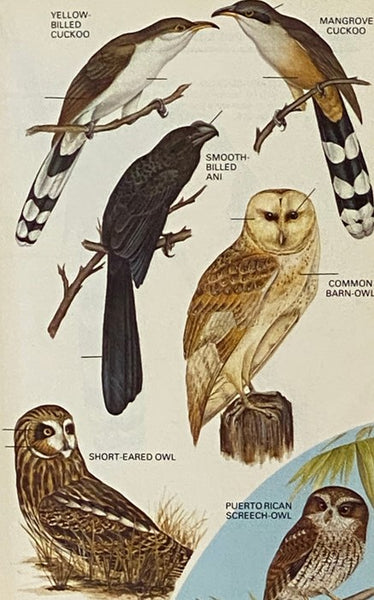 A Guide to the Birds of Puerto Rico and the Virgin Islands